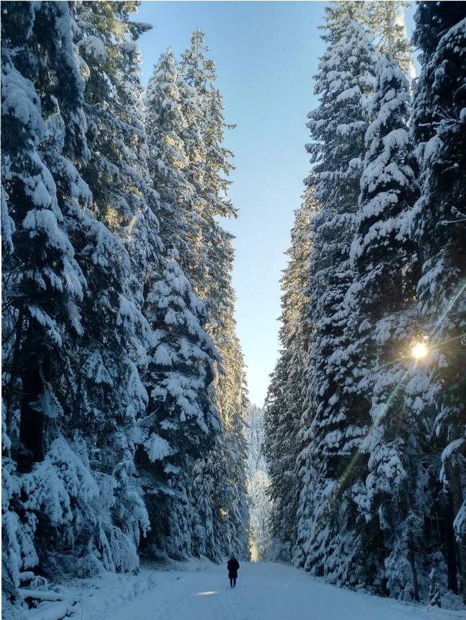 Packwood Ski & Vacation Getaway Esterno foto